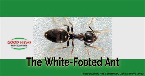 White Footed Ants Pest Control In Venice Fl Good News Pest Solutions