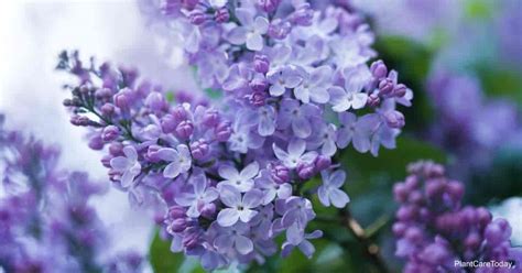The exercise relies on an example using a wild flower called columbine. Lilac Question Answer: Scale Insects | Not Blooming ...