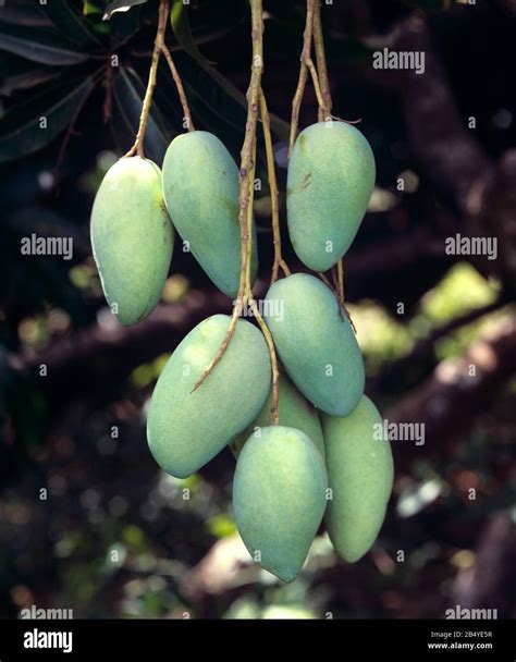 Mature Green Mango Mangifera Indica Fruit Bunch On The Tree Guimaras Island Philippines