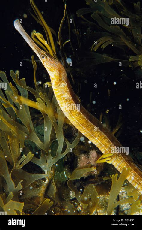 Greater Pipefish Syngnathus Acus Galicia Hi Res Stock Photography And