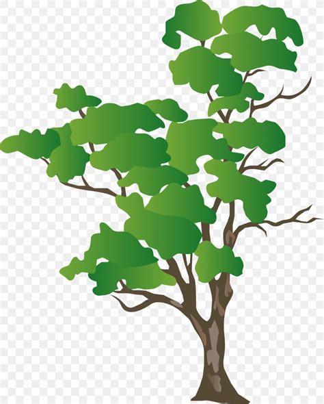 Eucalyptus Camaldulensis Drawing Vector Graphics Tree Image Png