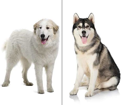 Great Pyrenees Husky Mix Pyrenees Husky Info Pictures And Facts