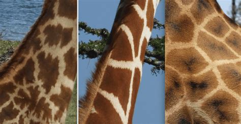 Kenyan Giraffes Whats The Difference Between A Masai A Reticulated