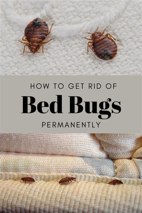 How To Get Rid Of Bed Bugs Permanently CleaningInstructor Com