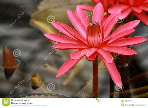 Blooming Red Water Lily Stock Image Image Of Decoration 43187187