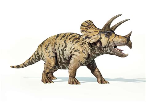 10 Intriguing Facts About The Triceratops