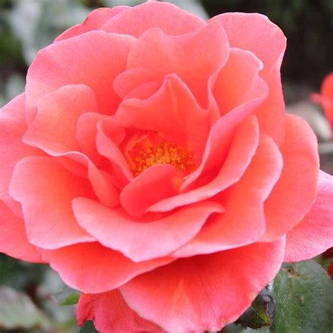 Salmon Pink Rose By Prettymeadow Beautiful Pink Flowers Beautiful