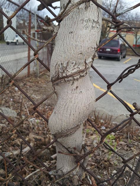 A Tree Grown Over And Through A Fence Pics