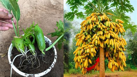 Grow Papaya Tree From Cutting Success 100 How To Babana With Papayas
