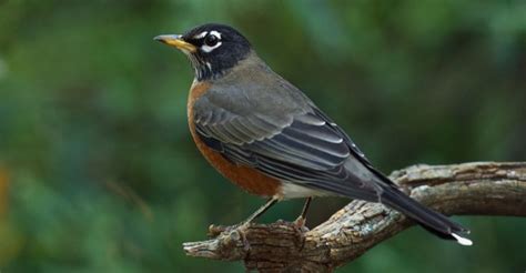 American Robin Michigan Pictures Michigan American