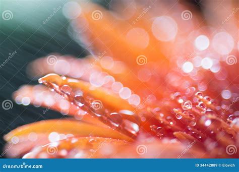 Orange Pink Flower With Water Drops Close Up With Soft Focus Stock