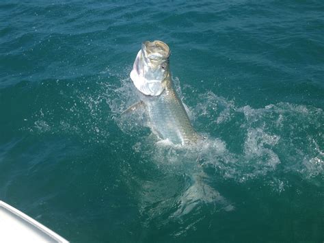 Boca Grande Tarpon Fishing June Forecast Reelfishing Charters