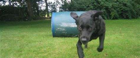 I danmark taler man om to typer labradorer: Labrador retriever Sussi *Formel 1* - 2002 - Sussi er min ...