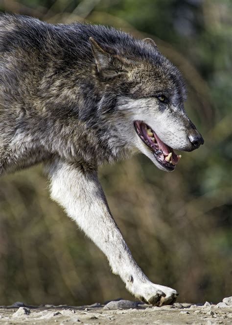 Profile Of A Walking Timberwolf Animals Mammals Wolf