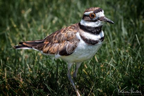 Killdeer A Killdeer Trying To Decoy Me Away From Its Nearby Nest In A