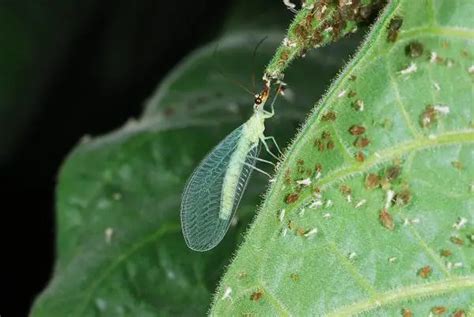 Green Lacewings Beneficial Garden Insects Okra In My Garden