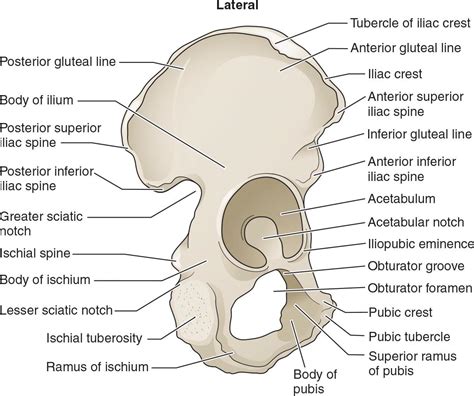 Pelvis Anatomy Recon Orthobullets