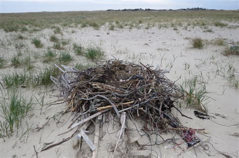 Osprey Nesting At Eel Point Nantucket Conservation Foundation