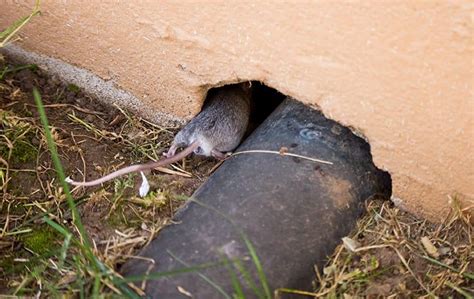 See more of 512pest&rodent on facebook. Blog - The Ultimate Rodent-Prevention Guide For Austin ...