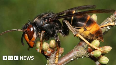 Asian Hornet Record Number Of Nests Found In Jersey