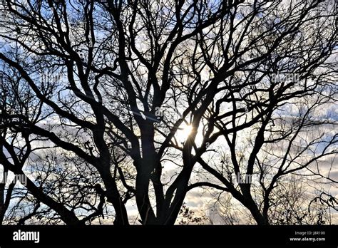 Environment Enviroment Tree Sunbeams Sunlight Branches Oak