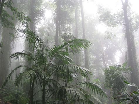 Rainforest Mist Omnia Flickr