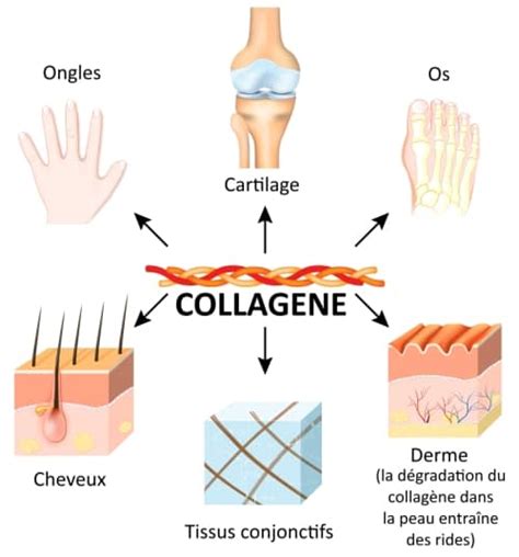 Le Collagène Une Protéine Aux Multiples Bénéfices