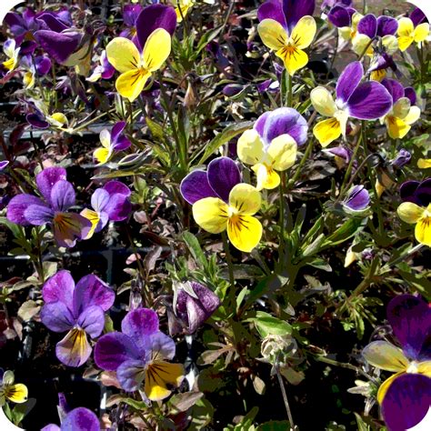 Wild Pansy Viola Tricolor Plug Plants Cumbria Wildflowers