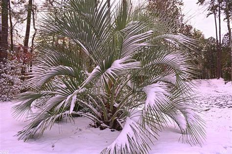 Snowy Palm Tree Photograph By Lisa Wooten Fine Art America In 2022