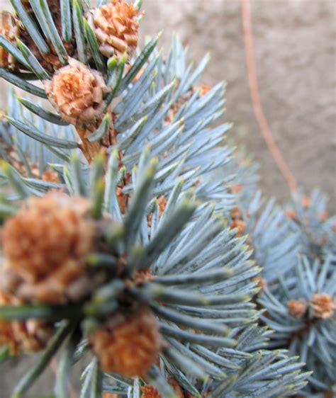 Picea Pungens Glauca Globosa Wierk K Uj Cy Glauca Globosa Szczep