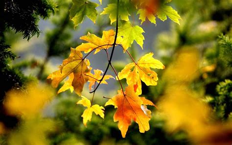 The Best Trees For Autumn Colour The Telegraph