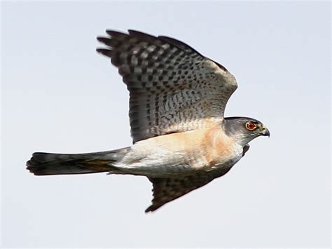 Japanese Sparrowhawk Naturerules1 Wiki Fandom