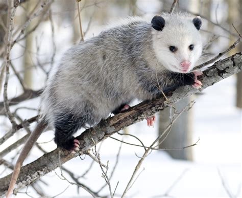 Virginia Opossum Fact Sheet Cswd
