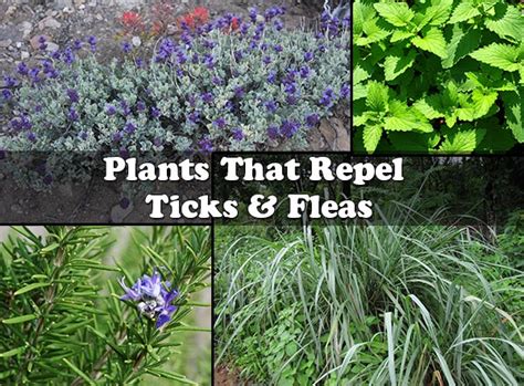 Plants That Repel Ticks & Fleas