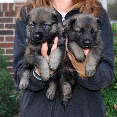 Dogs · 8 years ago. German Shepherd Puppies For Sale In Richmond Virginia ...