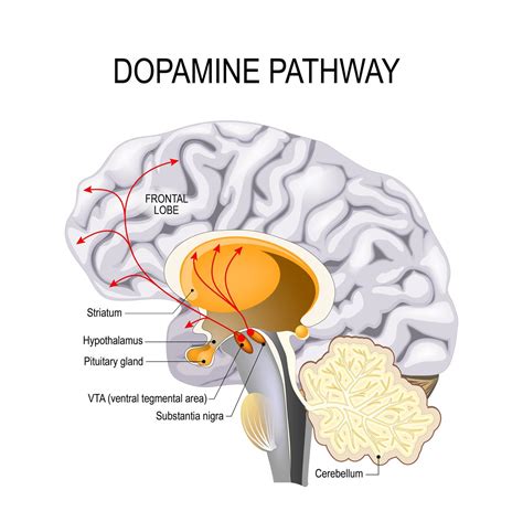 Nootropics As Dopamine Supplements Nourishing A Key Brain Chemical