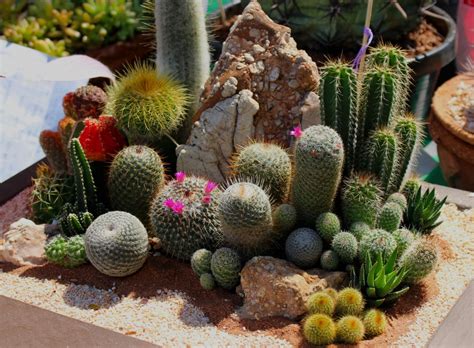 Cheap artificial plants, buy quality home & garden directly from china suppliers:artificial flocked prickly pear succulents cactus green plants fake flowers balls diy home table decor desert plants landscape enjoy free shipping worldwide! รูปภาพ : ธรรมชาติ, กลางแจ้ง, ต้นกระบองเพชร, การเจริญเติบโต ...