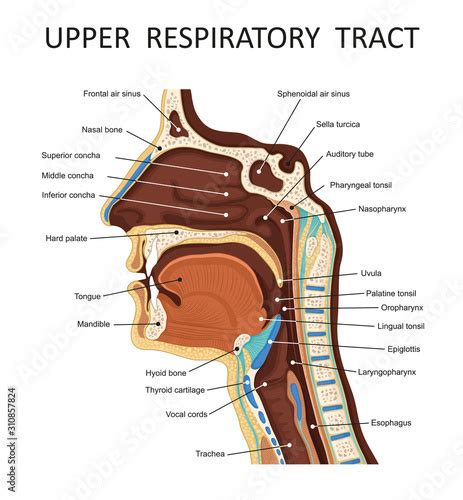 Upper Respiratory Tract Anatomy Nose Throat Mouth Respiratory