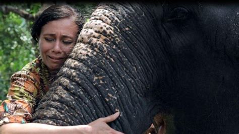 The Woman Trying To Save Indias Tortured Temple Elephants Bbc News