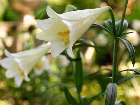 Lilium Lonlorum White American Easter Lily