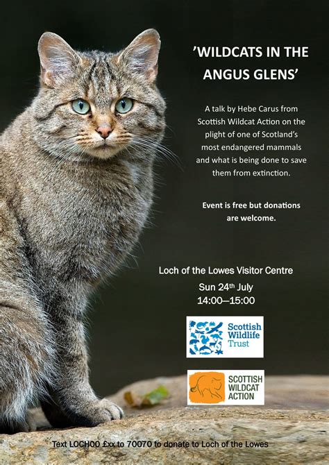 Wildcats In The Angus Glens Scottish Wildlife Trust