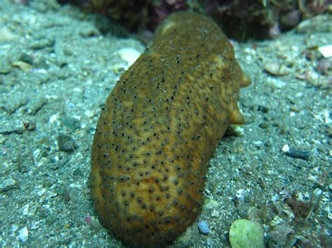 Warty Sea Cucumber Roban Kramer Flickr