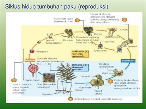 Ppt Dunia Tumbuhan Powerpoint Presentation Free Download Id3297561