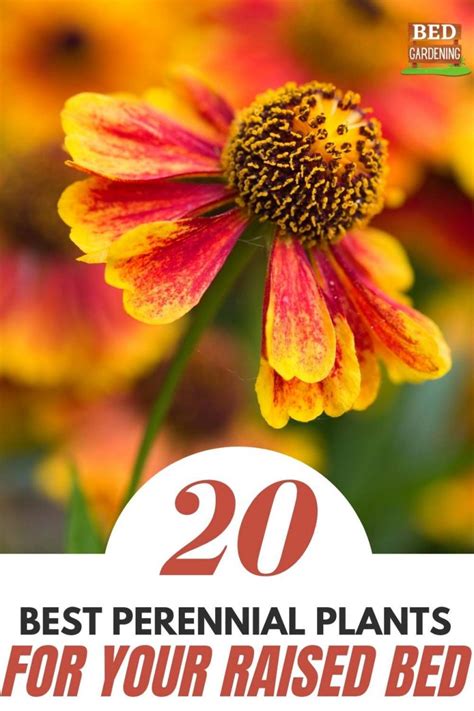 20 Best Perennial Plants For Your Raised Bed Bed Gardening