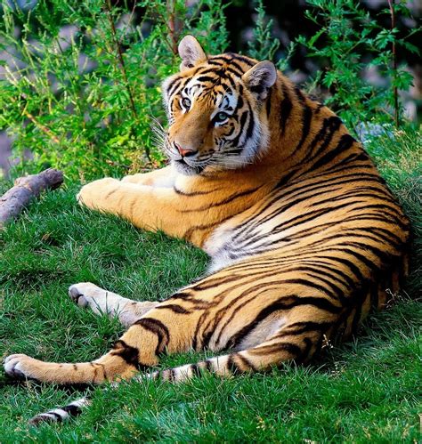 A Picture Of The Majestic Bengal Tiger About Wild Animals