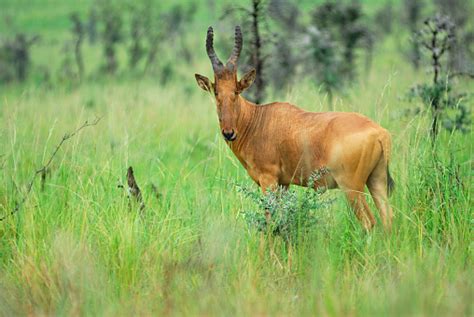 Lelwel Hartebeest Stock Photo Download Image Now Africa Animal