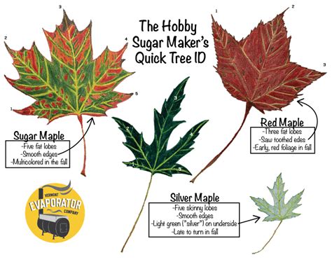 How To Identify A Maple Tree Vermont Evaporator