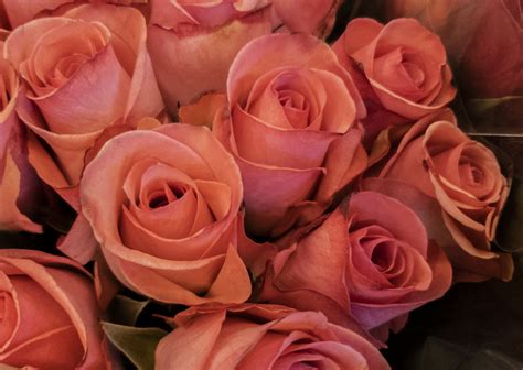 Pink Roses Flower Background Free Stock Photo Public Domain Pictures