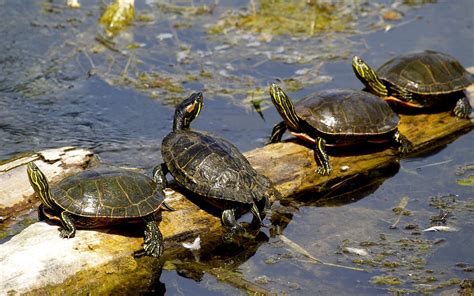 Turtles Sushwap Lake · Free Photo On Pixabay