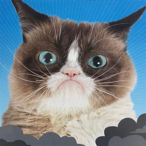 In The Clouds Grumpy Cat Cartoon Grumpy Cat Breed Grumpy Cat Images